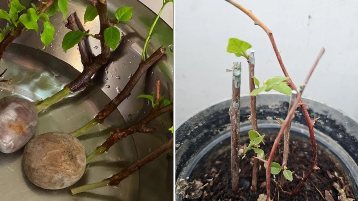 Blooming Bougainvillea Magic: The Ultimate 1200-Word Guide to Propagating Bougainvillea from Cuttings Easily at Home!