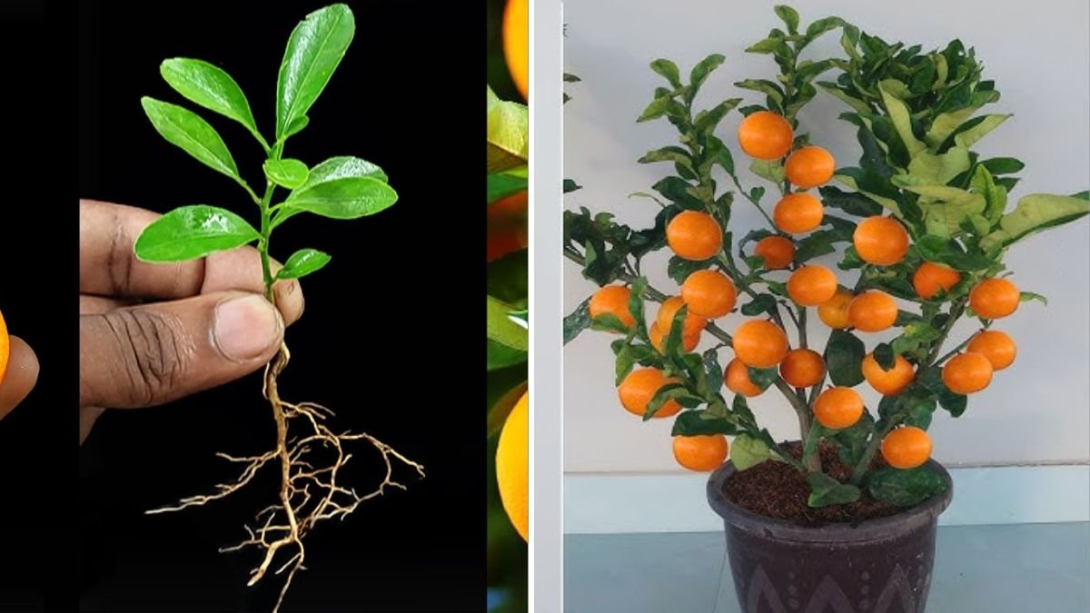 Grow Your Own Orange Tree: The Ultimate 1200-Word Guide to Propagating Orange Trees from Cuttings Easily at Home!