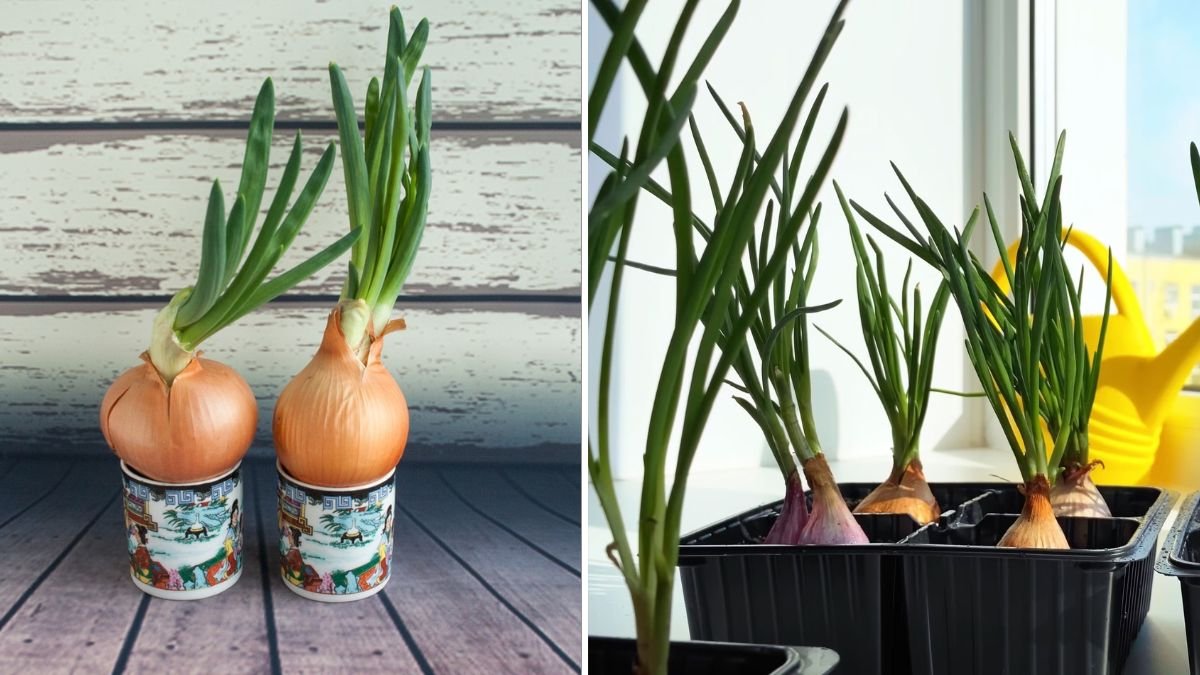 Harvest Fresh Onions at Home: The Ultimate Guide to Growing Onions in Plastic Pots Easily!