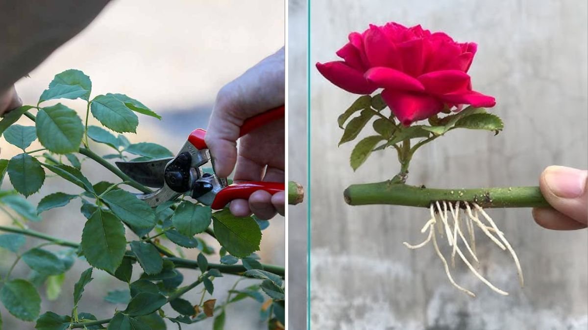 Grow Endless Roses at Home: The Ultimate Step-by-Step Guide to Propagate Roses from Cuttings Easily!