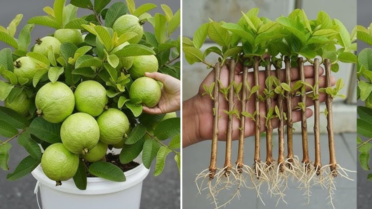 Grow Guava Trees at Home: The Complete Guide to Propagate Guava from Cuttings Easily!
