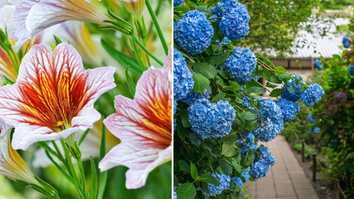 50 Most Beautiful & Unique Flowers in the World: A Journey Through Nature’s Rare Masterpieces