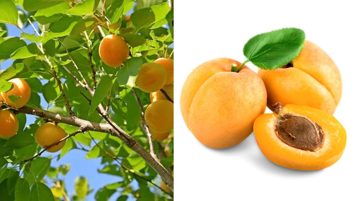 Golden Delight: Exploring the Beauty, Flavor & Growing Secrets of the Sweet Yellow Apricot Fruit