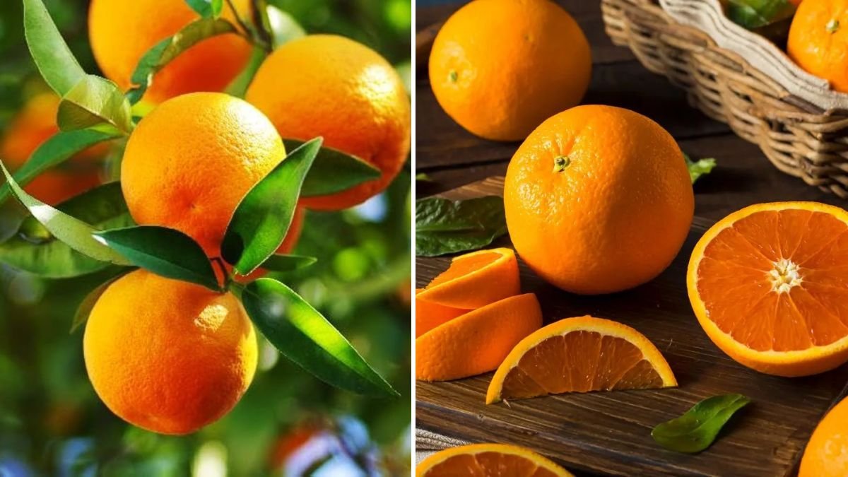 Wow! Step Into the Sweet Paradise: Inside the Most Amazing Orange Garden Ever!