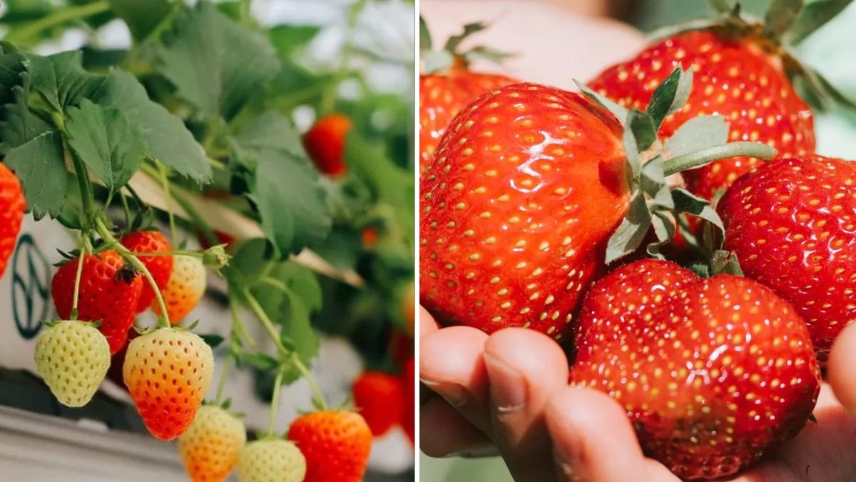 Awesome Hydroponic Strawberry Farming: The Future of Sweet, Soil-Free Harvests!