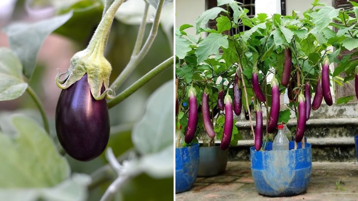 Bag Gardening Magic! Why Growing Eggplants in Soil Bags Produces HUGE Harvests and Endless Fruits