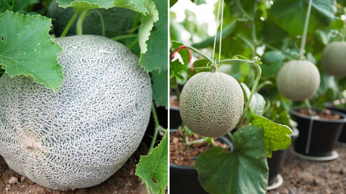 Tiny Soil, Big Harvest: The Complete Guide to Growing Cantaloupe from Store-Bought Fruit!