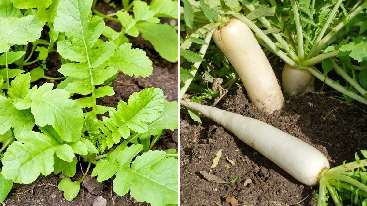 Grow Japanese Radish Like a Pro: The Complete Guide to Cultivating Daikon from Seeds at Home!