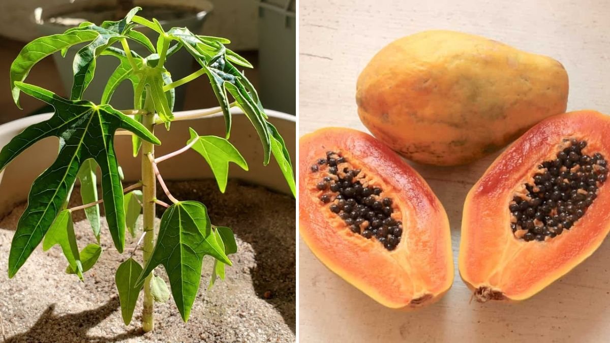 Container Papaya Masterclass: The Complete Guide to Growing Papaya in Pots from Seeds to Harvest