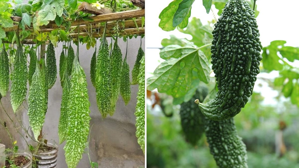 Grow Bitter Melon in Bottles — Harvest So Big You Can’t Eat It All!