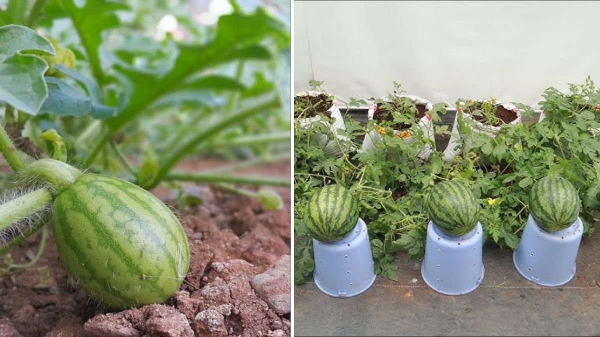 Grow Watermelon in a Bag — Big, Sweet Fruits Even in Small Spaces!