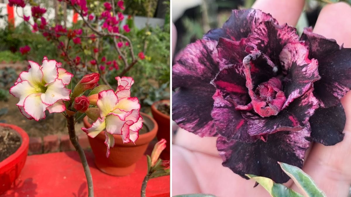 My Enchanting Collection of Smiling Desert Roses — A Journey into Nature’s Artistry