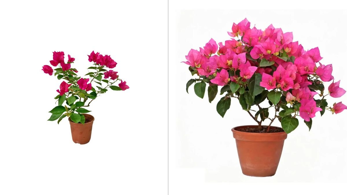Top 3 Easiest Bougainvillea Planting Ideas You Can Try Today — Transform Your Garden Instantly