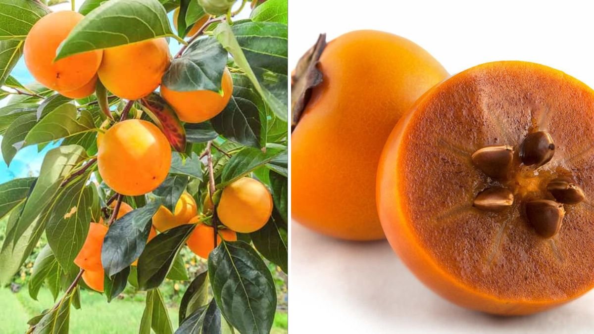 From Fruit to Tree: The Complete Step-by-Step Guide to Growing Persimmons from Store-Bought Persimmons at Home