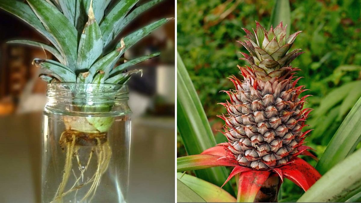 Surprising Truth Revealed: Will Your Pineapple Plant Actually Produce a Pineapple? A 1200-Word Guide to Understanding Pineapple Fruit Production at Home