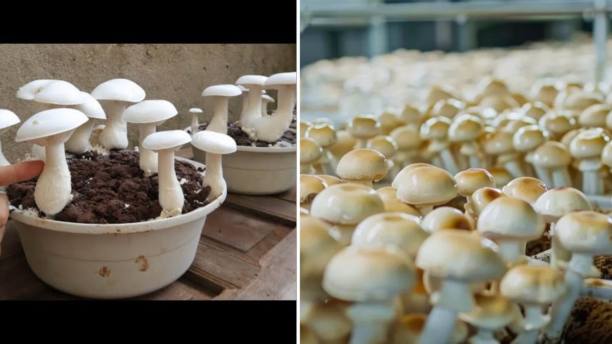 From Store Shelf to Home Harvest: The Complete Guide to Growing Supermarket Mushrooms at Home