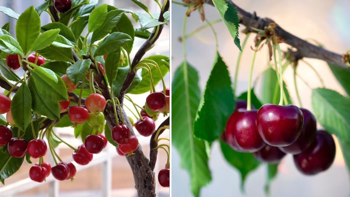 Seed to Sweetness: The Foolproof Guide to Germinating Cherry Seeds and Growing Your Own Cherry Tree at Home
