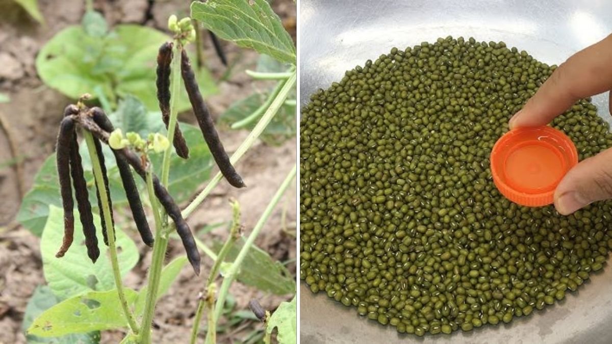 From Seed to Superfood: The Complete Guide to Growing Mung Beans at Home for a Fast, Plentiful Harvest