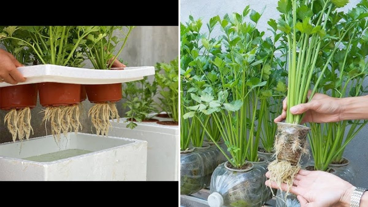 Grow Celery for Free! Simple Hydroponic Method Using Plastic Bottles Anyone Can Do at Home