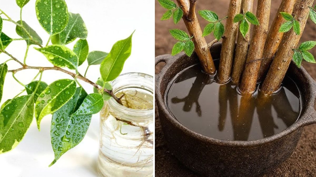Unbelievable Rooting Technique! The One-Ingredient Secret to Root Any Branch Successfully