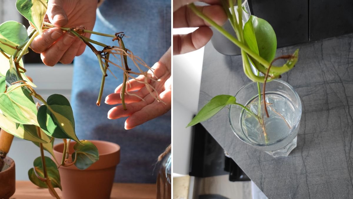 Root Any Plant Branch for Free! The Ultimate Zero-Cost Propagation Technique Every Gardener Should Know