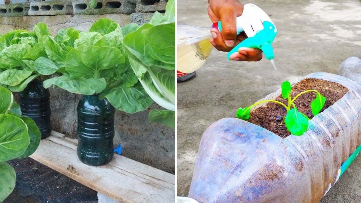 From Seed to Stunning Harvest! The Complete Guide to Growing Red Coleslaw Cabbage in Containers & Growbags