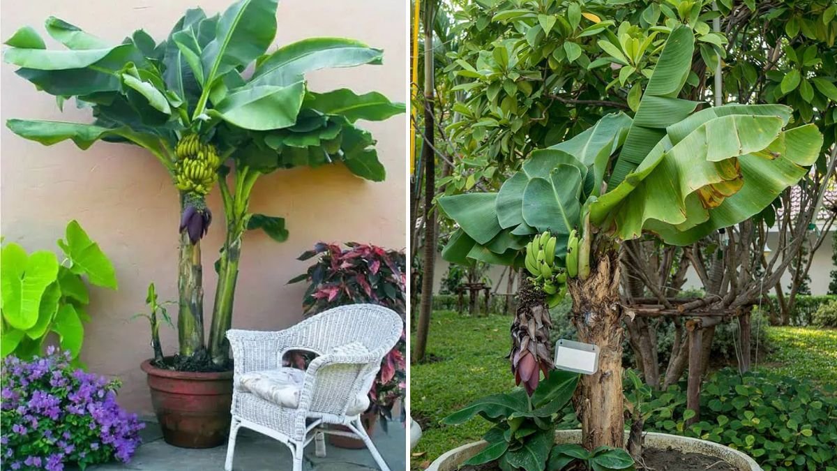 From Store-Bought Banana to a Fruit-Loaded Tree: The Complete Guide to Growing Banana Plants from Banana Fruit!