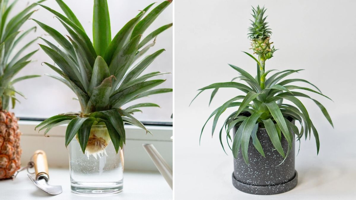 Grow a Giant Sweet Pineapple at Home: Regrow a Store-Bought Pineapple in a Pot — Step-by-Step Guide for Huge, Juicy Fruits!