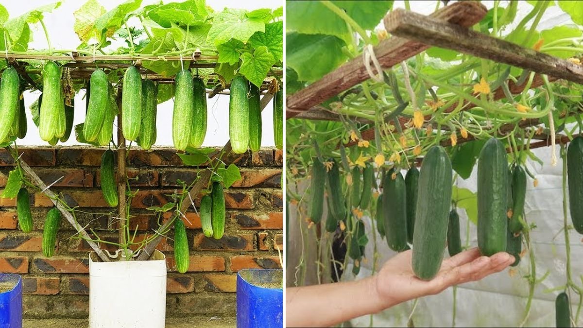 Balcony Cucumber Paradise: How to Turn a Small Space Into a Heavy-Yield Green Haven