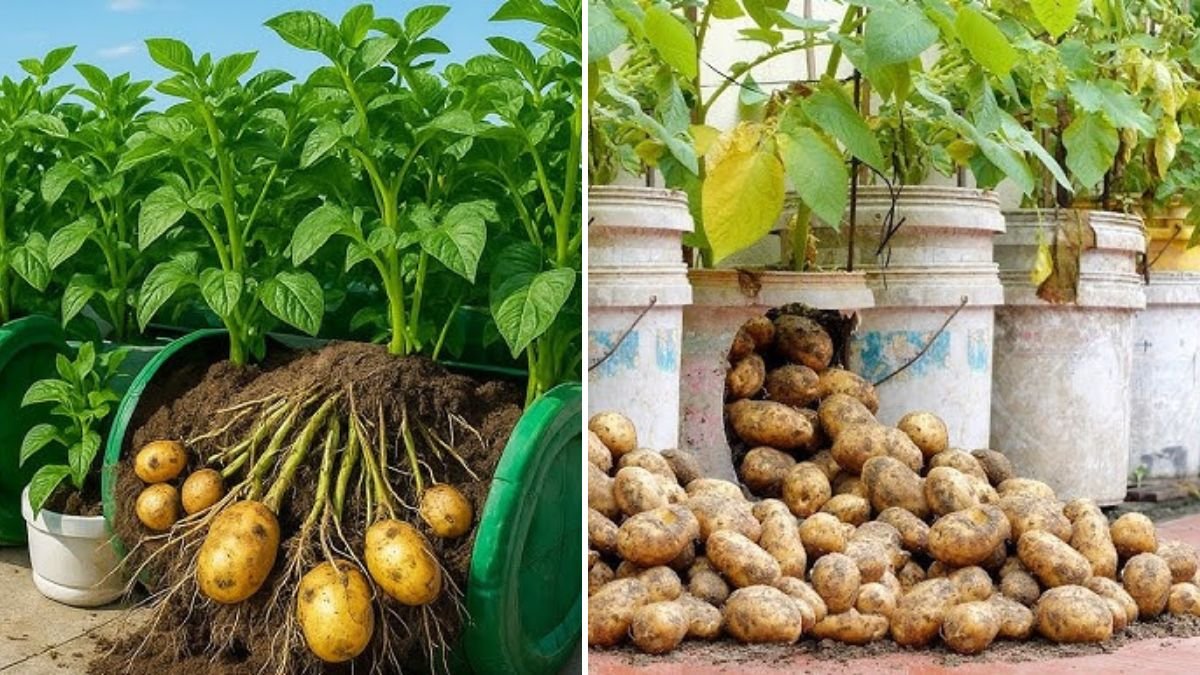 Balcony Potato Bounty: How to Grow Buckets of Potatoes in Containers All Year Round