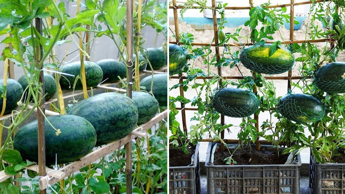 The Hanging Watermelon Miracle: Grow Big, Juicy Fruits with a Wall-Mounted Hydroponic System—No Watering Needed!