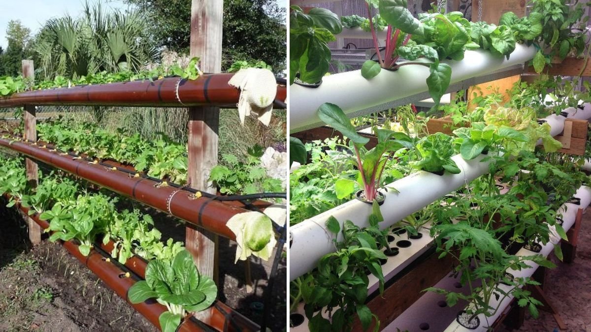 Grow Radish & Kangkong Vertically in PVC Pipes: Space-Saving Urban Gardening Made Easy