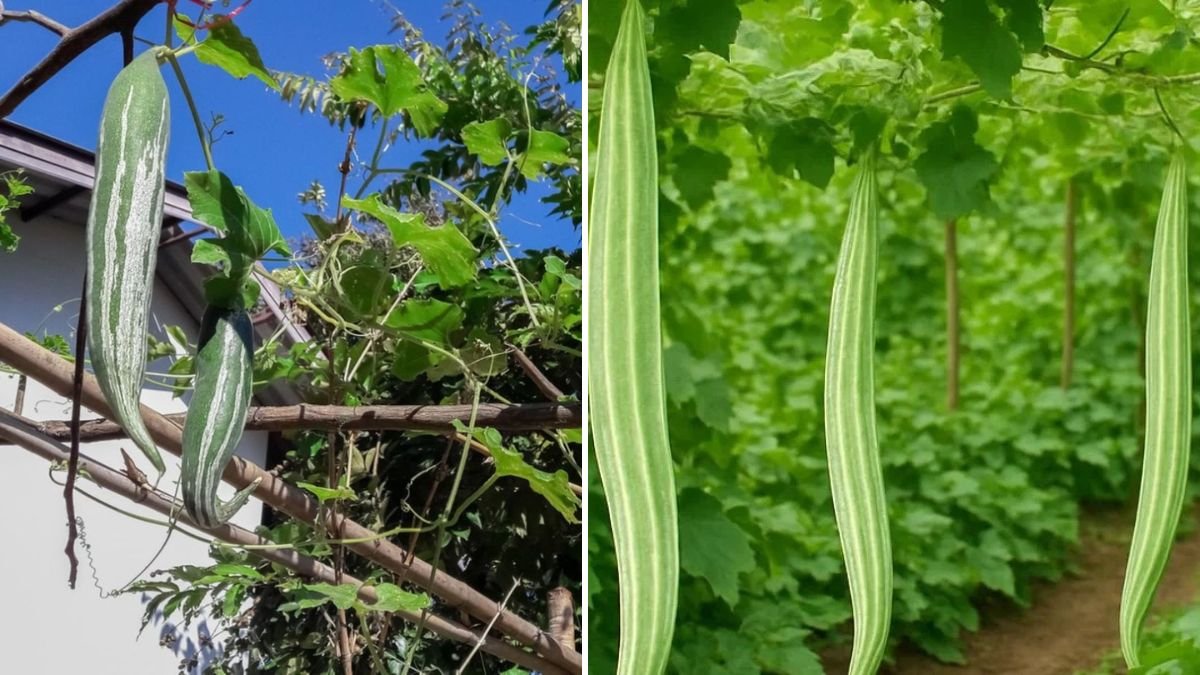 Grow Snake Gourd in Containers: The Ultimate Guide for Big Harvests in Small Spaces