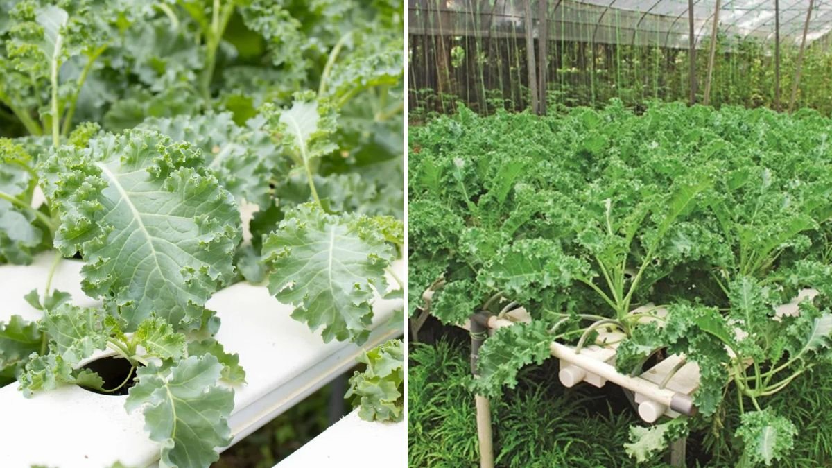 Grow Fresh Chinese Kale Hydroponically: A Beginner’s Guide to Year-Round Greens