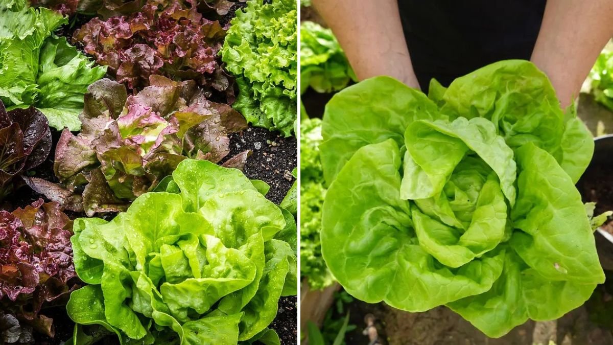 From Seed to Crunchy Leaves: The Ultimate Guide to Growing Hydroponic Lettuce at Home