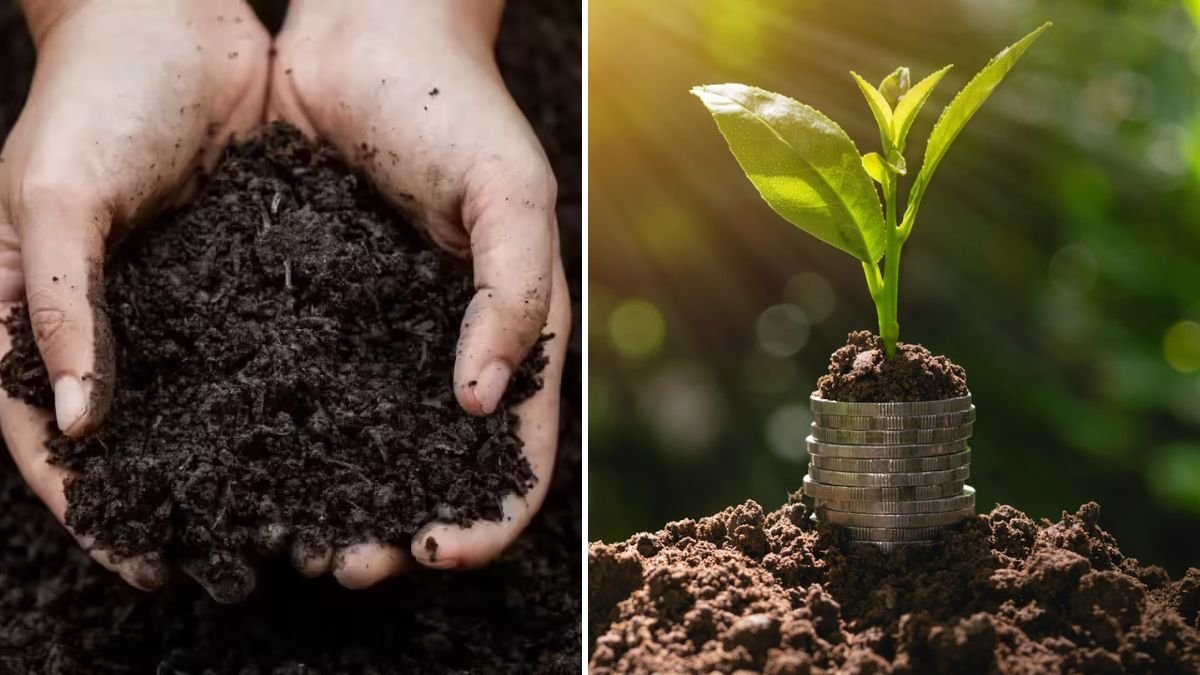Soil Reuse Experiment: Turning Old Garden Soil into a Thriving Growth Medium