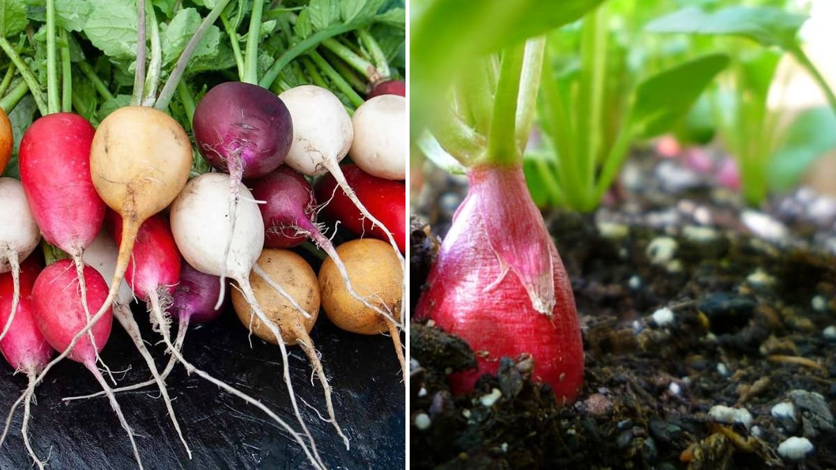 Unbelievable Corn and Radish Harvests Using Just 5 Containers: A Container Gardening Miracle!