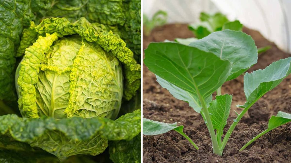 Why My Cabbage Failed to Grow: Lessons from a Gardening Setback