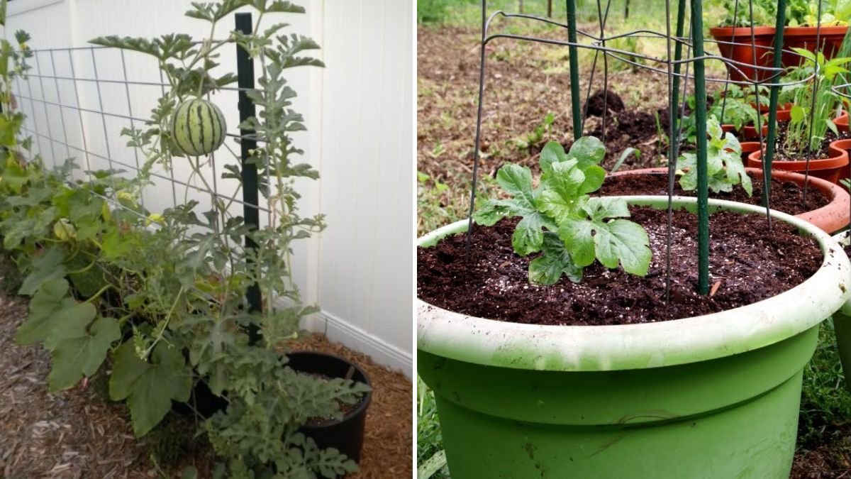 Bucket to Bounty: How to Grow Big, Sweet Watermelons in Containers!