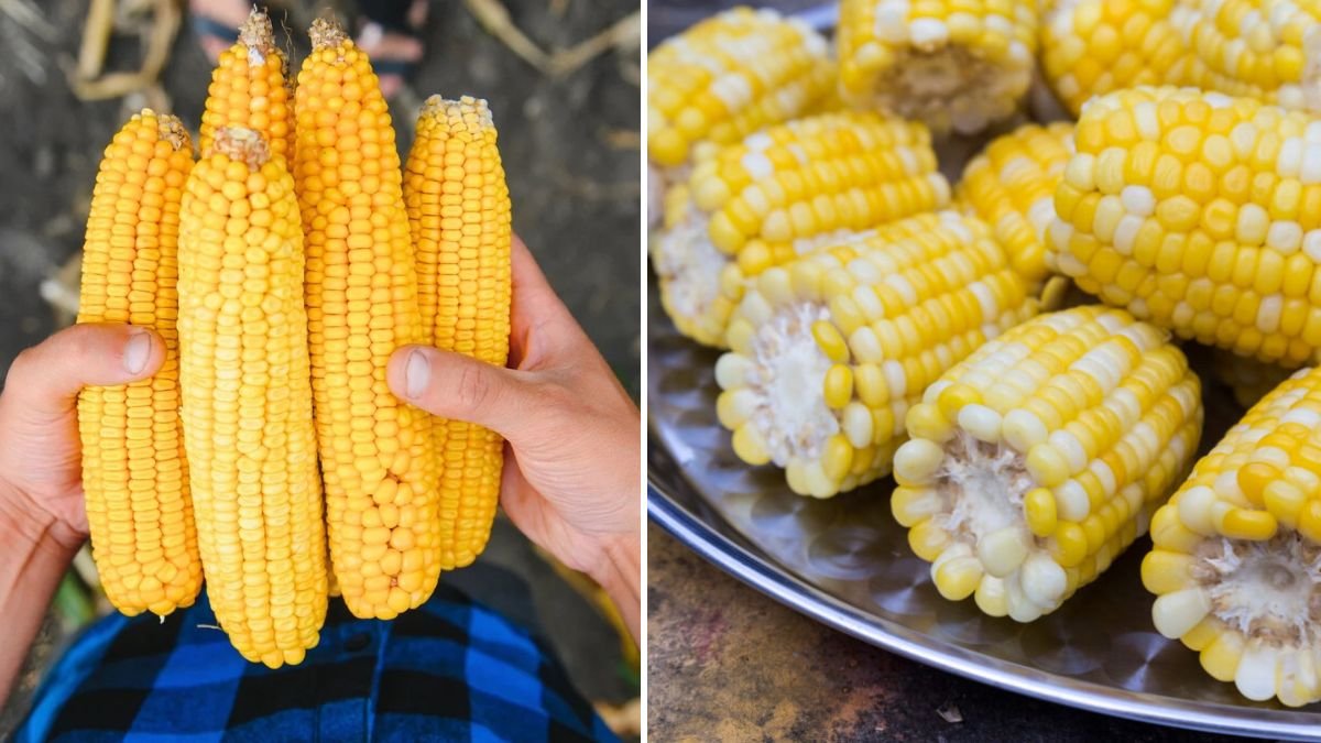 Double Harvest Magic: How to Grow Melon and Sweet Corn Together in a Single Container for Big Yields!