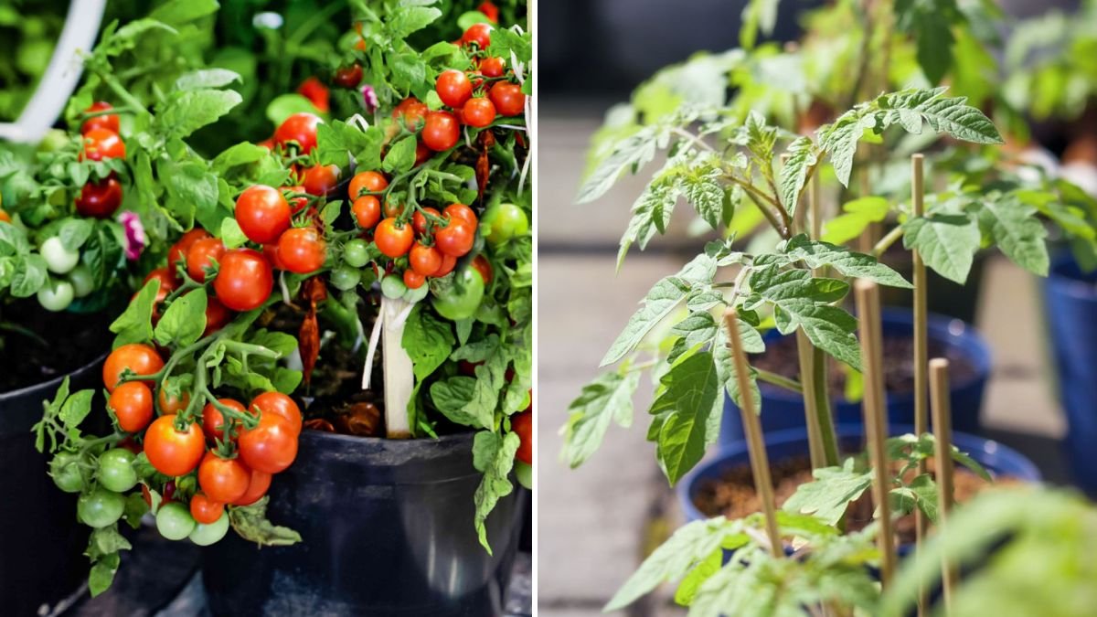 From Tiny Seeds to Strong Seedlings: A Complete Step-by-Step Guide to Growing Healthy Tomato Plants