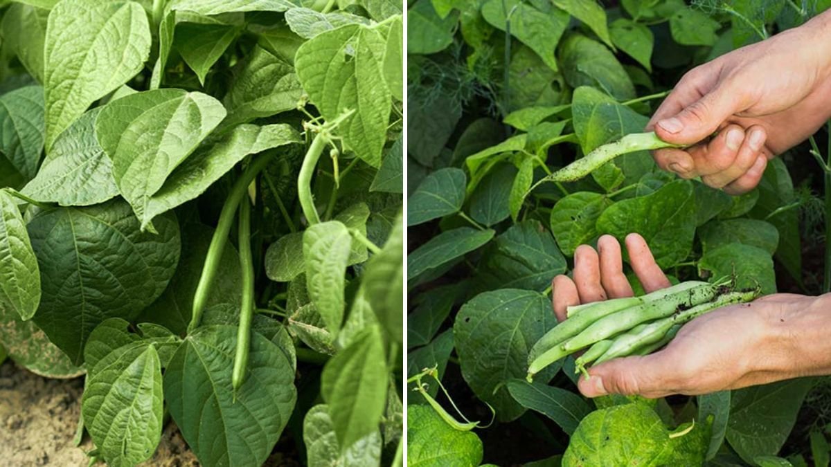 Beginner’s Goldmine: How to Grow Bush Beans Easily for Big Harvests in Small Spaces!