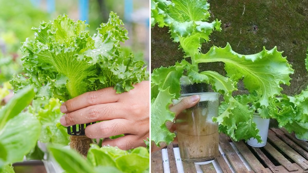 Space-Saving Gardening: How to Grow Crisp Lettuce in PVC Pipes Step by Step!