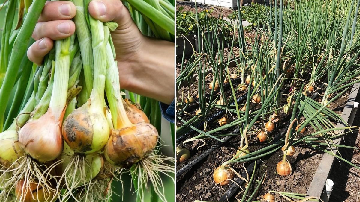 Sky Garden Onions: The Ultimate Guide to Growing Green Onions in Hanging Plastic Pots from Seed to Harvest!