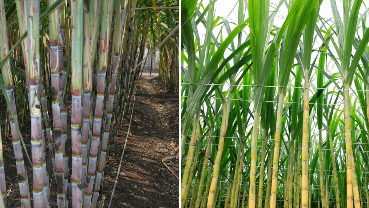 Grow Sugar Cane at Home: The Complete Container Gardening Guide for Sweet Success