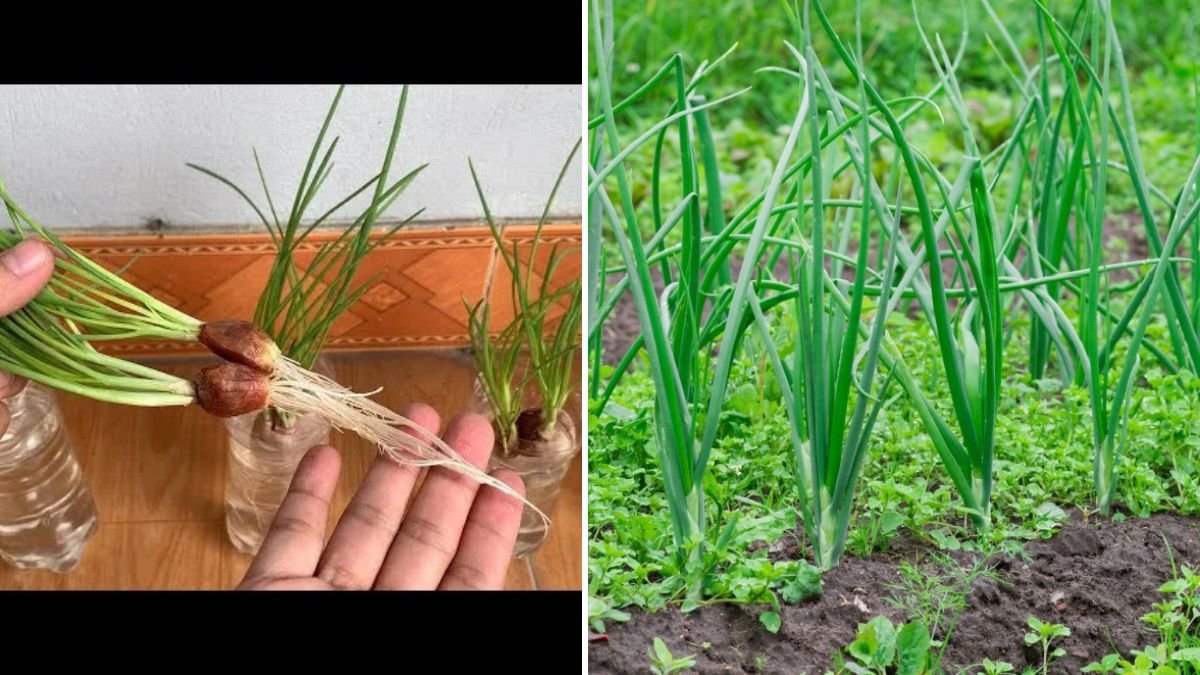 Grow Spring Onions in PVC Pipes: Step-by-Step Guide from Seed to Harvest