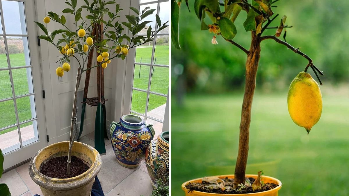Lemon Tree Propagation MADE EASY: The Ultimate Guide to Growing New Lemon Trees at Home