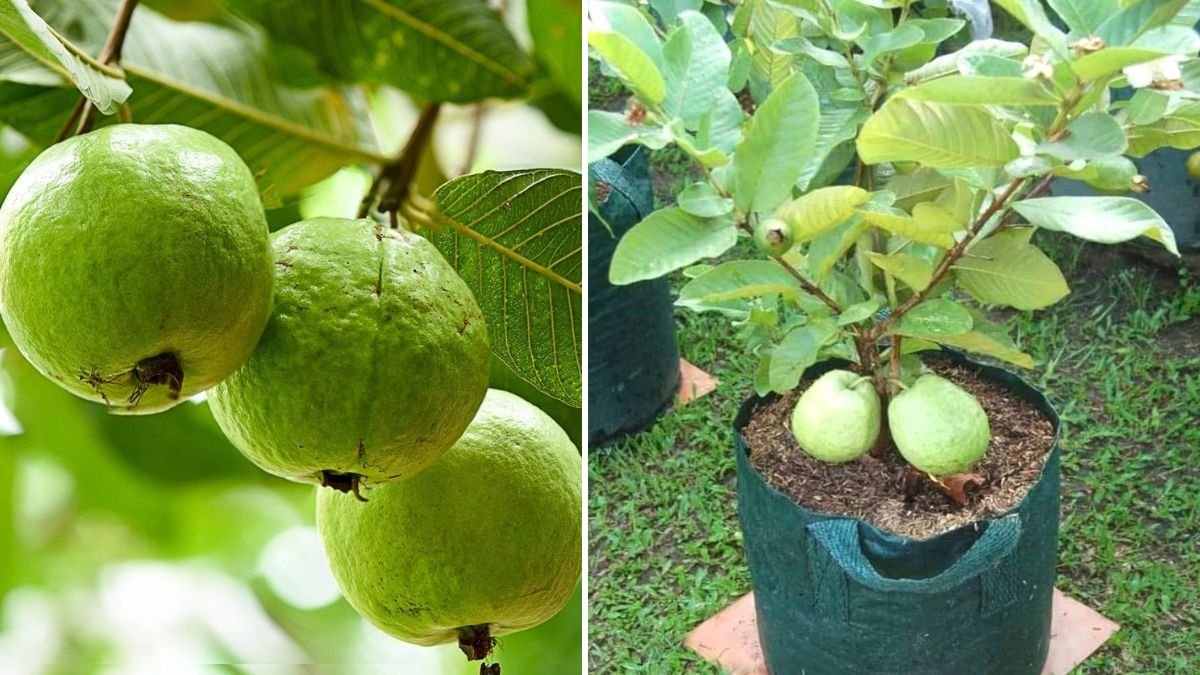 BEST Way To Grow Guava Plant FASTER: Expert Tips for Quick and Healthy Growth
