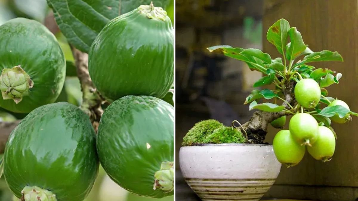 Grow Guava Tree from Cuttings: Step-by-Step Guide to a Thriving Fruit Tree