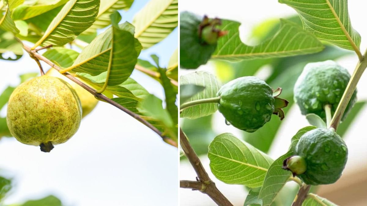 Grow Guava Plants FAST with This One Simple Trick: Expert Guide for Quick Fruit Success